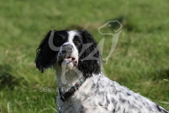 Spaniel - English Springer