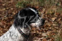 Spaniel - English Springer