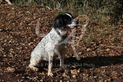 Spaniel - English Springer