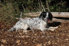 Spaniel - English Springer