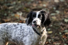 Spaniel - English Springer