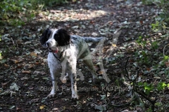 Spaniel - English Springer