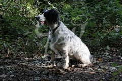 Spaniel - English Springer