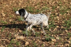 Spaniel - English Springer