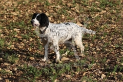 Spaniel - English Springer