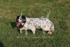 Spaniel - English Springer