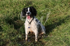 Spaniel - English Springer