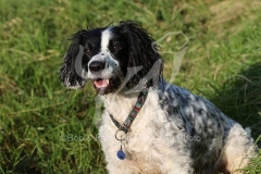 Spaniel - English Springer