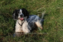 Spaniel - English Springer