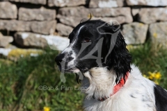 Spaniel - English Springer