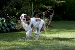 Spaniel - King Charles