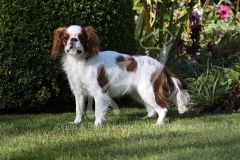 Spaniel - King Charles