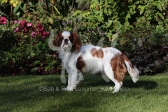 Spaniel - King Charles