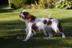 Spaniel - King Charles