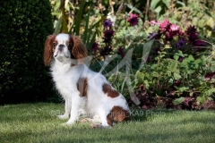 Spaniel - King Charles