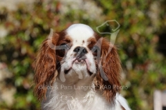 Spaniel - King Charles