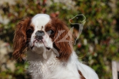 Spaniel - King Charles