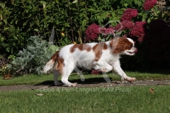 Spaniel - King Charles