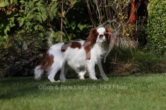 Spaniel - King Charles