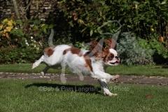 Spaniel - King Charles