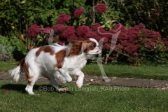 Spaniel - King Charles