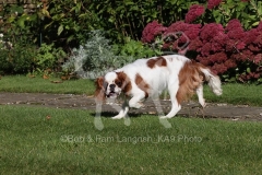 Spaniel - King Charles