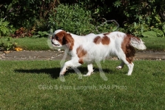 Spaniel - King Charles