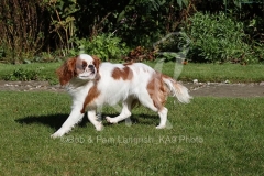 Spaniel - King Charles