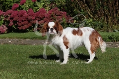 Spaniel - King Charles