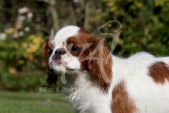 Spaniel - King Charles