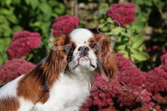 Spaniel - King Charles