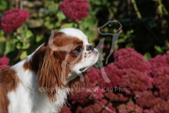 Spaniel - King Charles