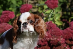 Spaniel - King Charles