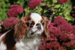 Spaniel - King Charles