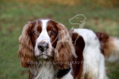 Spaniel - Welsh Springer