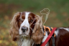 Spaniel - Welsh Springer