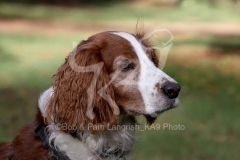 Spaniel - Welsh Springer