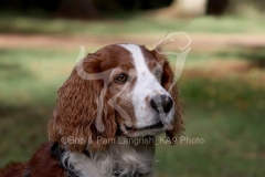 Spaniel - Welsh Springer