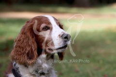 Spaniel - Welsh Springer