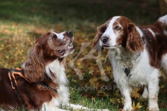 Spaniel - Welsh Springer