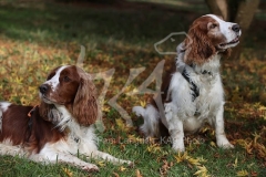 Spaniel - Welsh Springer