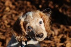 Spaniel - Working Cocker