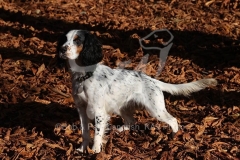 Spaniel - Working Cocker