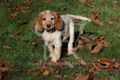 Spaniel - Working Cocker