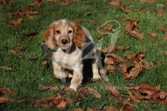 Spaniel - Working Cocker