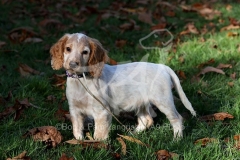 Spaniel - Working Cocker