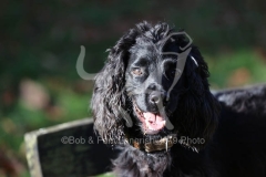 Spaniel - Working Cocker