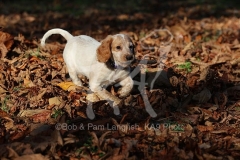 Spaniel - Working Cocker