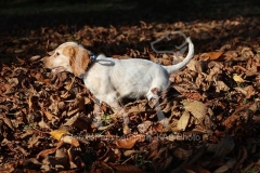 Spaniel - Working Cocker