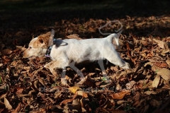 Spaniel - Working Cocker